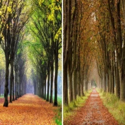 6" Double Sided Autumn Footpath Canvas Room Divider Green - Oriental Furniture -Furniture Store GUEST fe1f42d1 8496 456e bbf2 fe3c3ee72888